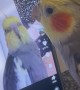 Cockatiel Meets Itself in TikTok Video