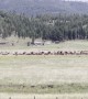 Massive Elk Herd Gathers During Rut