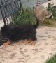 Puppies Play With Friendly Raccoon