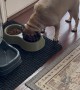 Pugs Take Turns Eating Out of Bowl