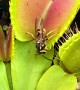 Wasp Dances Into Venus Flytrap
