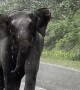 Elephant Charges at Tourist's Car