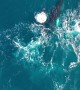 Humpback Whales Splash Together