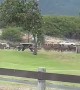 Deer Herd Stampede Across Hawaiian Park