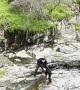 Dog Rides A Natural Waterslide