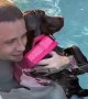 Pool-loving pup can\'t get enough of swimming 