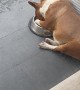 Bull Terrier Takes a Nap in Food Bowl