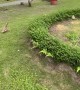 Ducks Enjoy an Afternoon at the Playground