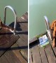 Most dogs don’t climb ladders at the lake