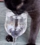 Black Cat Excitedly Dances For Water