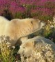 Polar Bears Stroll Through Fields of Wildflowers
