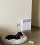 Dachshund Causes Drama When Left Alone