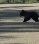 Observers Honk At Truck Approaching Crossing Bear Cub