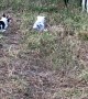 Border Collie Puppies Display Early Herding Instincts