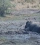 Elephant Helping An Elephant Get Unstuck