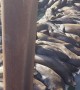 Sea Lions Squeeze Onto Dock for Naptime