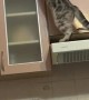 Cat Causes Chaos In Kitchen