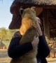 Lion Cub Greets Volunteer