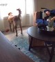 Barking Dog Startles Napper