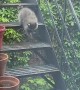 Baby Raccoons Climb Down Stairs