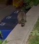 Rescuing Two Raccoons Trapped in a Dumpster
