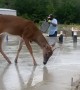 Deer Wants To Be A Construction Worker Too