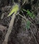 Bright Yellow Porcupine Spotted in Amazon Jungle