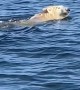 Boaters Pass by a Polar Bear