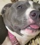 Precious Pitbull Sleeps Soundly on Chair