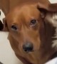 Dachshund Gets An Earful Of Licks