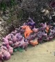 Creatures of the Intertidal Zone