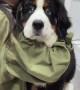 Bernese pup is totally freaked out by vaccine 