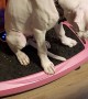 Boxer Puppy Loves Vibration Plate
