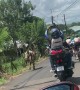 Cow Chases Group of Cyclists