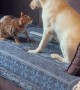 Cat And Dog Play On The Couch