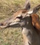 Deer Nearly Gores Man