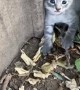 Spicy Kittens Reunited With Nursing Mother