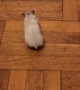 Hamster Chases Cat