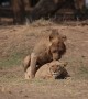 Lion Pair Mate, Fight, And Roar