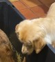 Golden Retriever Shares Toy With Zebu Calf