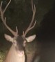 Deer Suddenly Turns And Charges Car