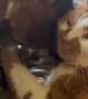 Cat Gives Puppy Baths