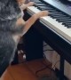 Pup Is A Piano Prodigy