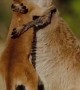 Kangaroo Mom Embraces Her Baby