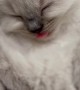 Sleeping Kitten's Tiny Tongue Blep