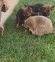 Pet Raccoon Plays With Puppies