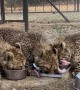 Cheetahs Race To Their Food Bowls During Feeding Time