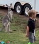 Tetherball With A Kangaroo