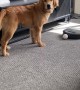 Robovac Plays Ball With Golden Retriever