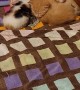 Kittens Adopt a Pet Mouse